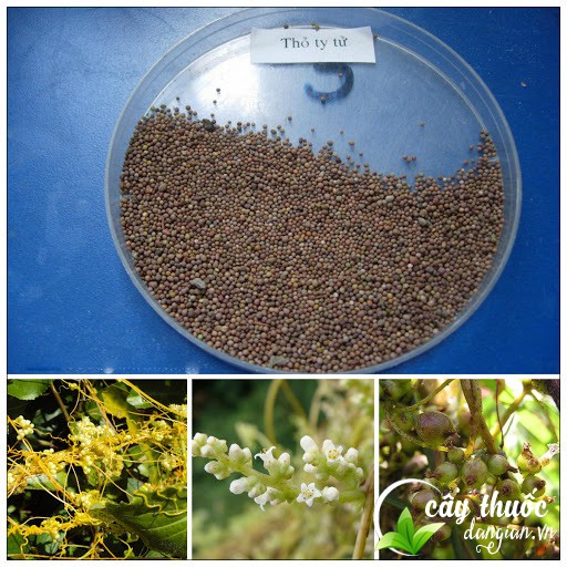 Thỏ ty tử giúp bổ thận, tráng dương